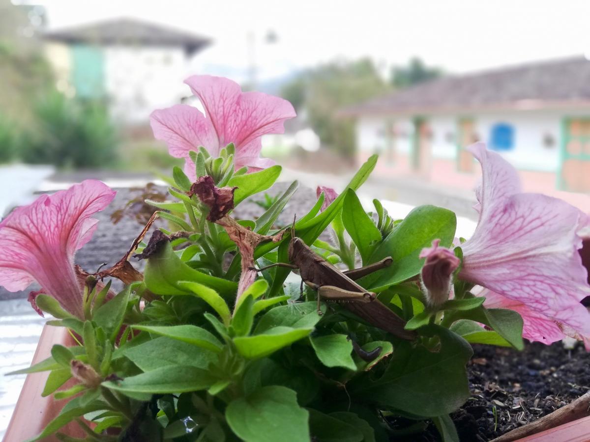 Posada Elenita 살렌토 외부 사진